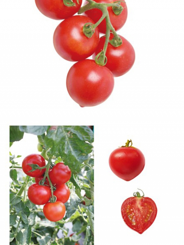 家庭菜園・・・